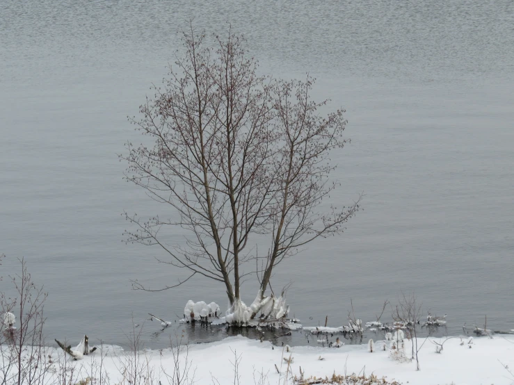 the snowy landscape has a tree and water in it