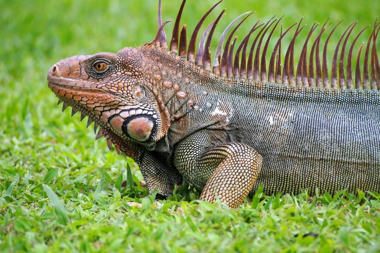 iguana in green grass staring at the camera