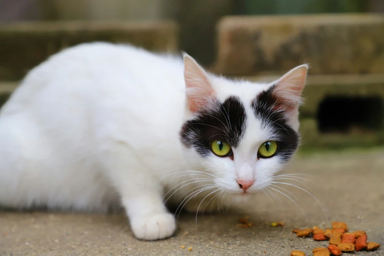 the cat is walking on the ground near food