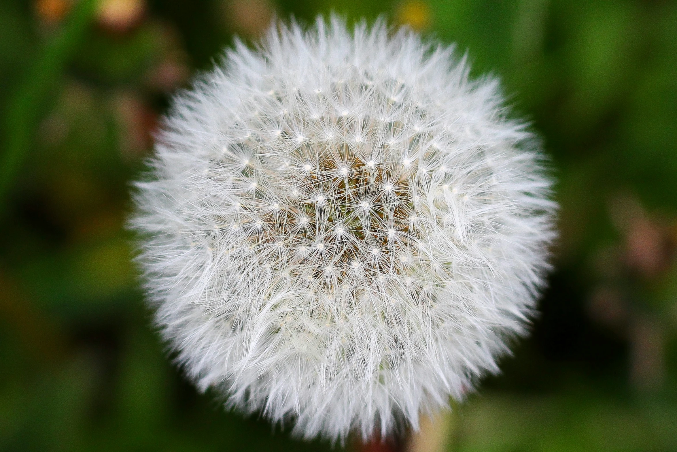 a close up image of the underside of a dandelion