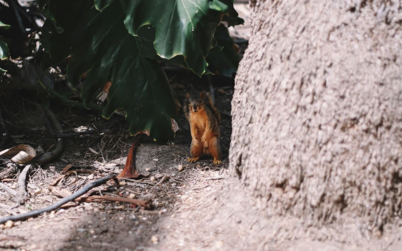 a squirrel is peeking under a large tree