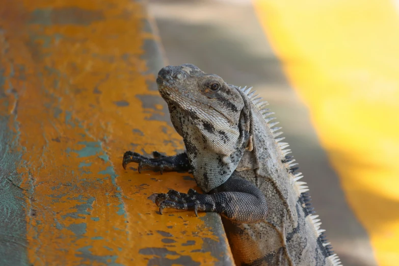 a small lizard is laying on top of a yellow bench