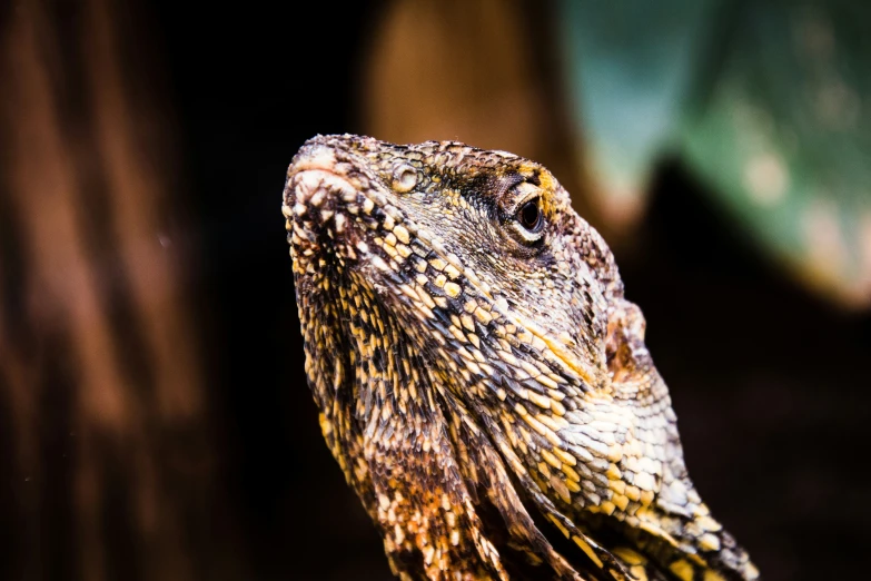 an ornate, multicolored, black - and - white lizard standing on top of a wooden table