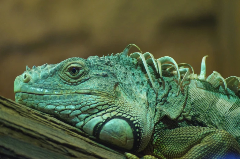 the iguana is resting on a log outside