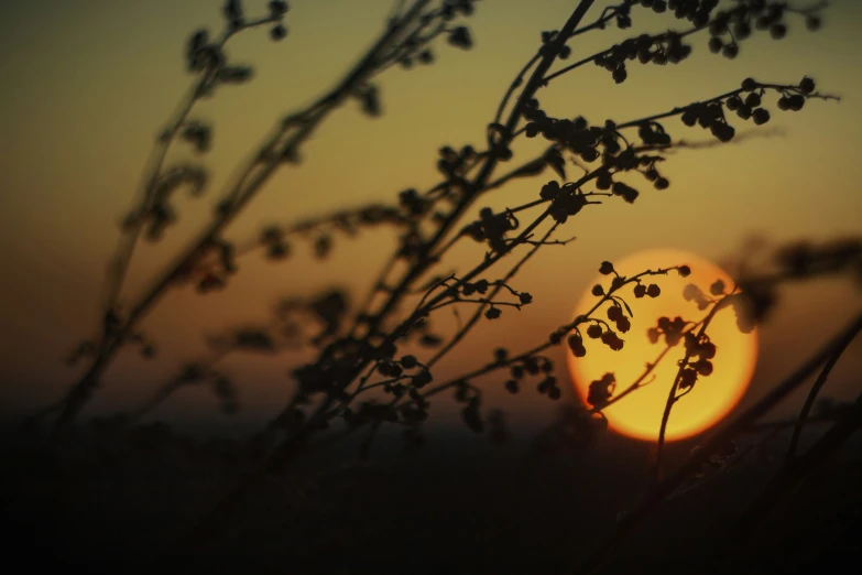 the setting sun behind a tree nch with its nches out