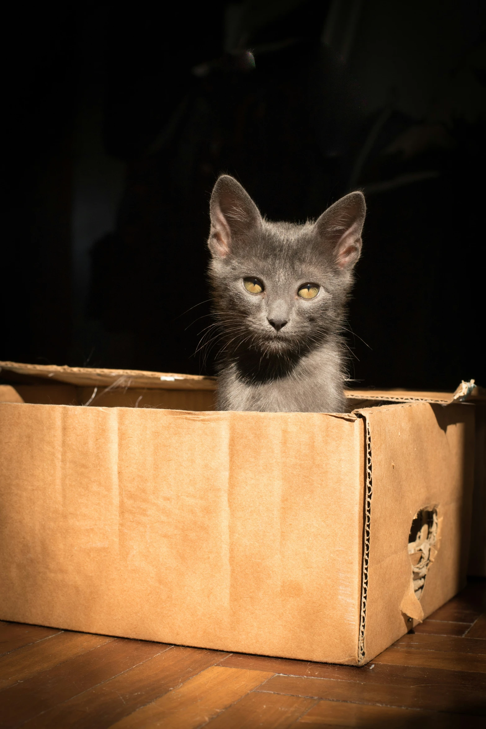 a grey cat sits in an open cardboard box