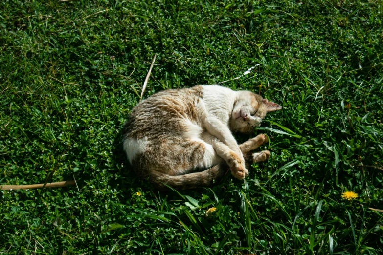 a cat sitting in the middle of a grassy field