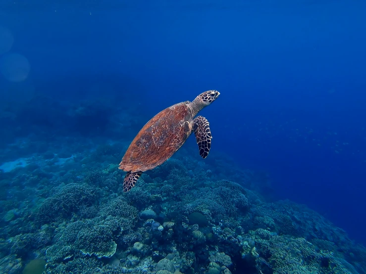 a sea turtle swimming over the ocean on a clear day