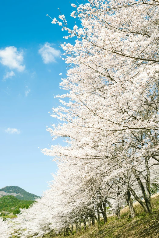 a beautiful, blooming cherry tree in the mountainside