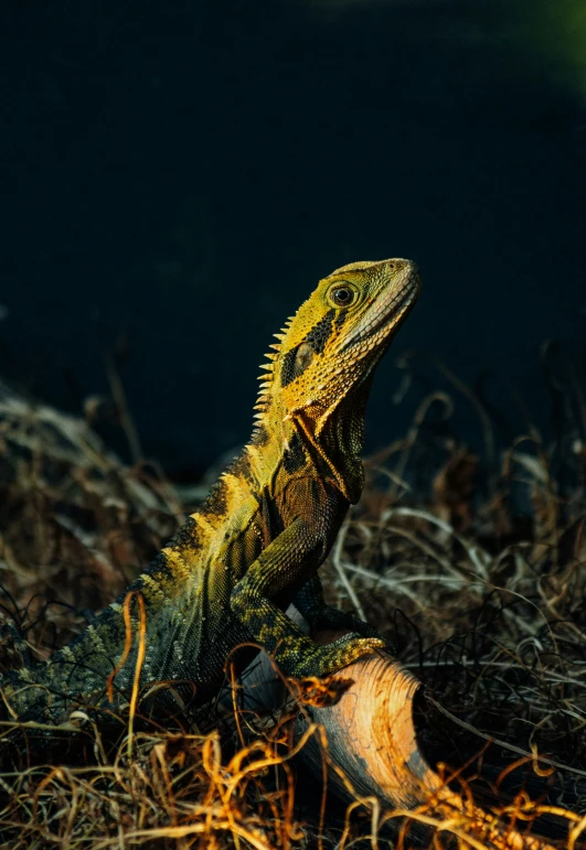 a lizard looking back from the ground