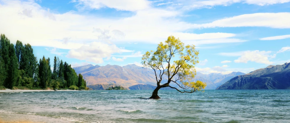 this is an artist's impression of a lone tree in the middle of a river