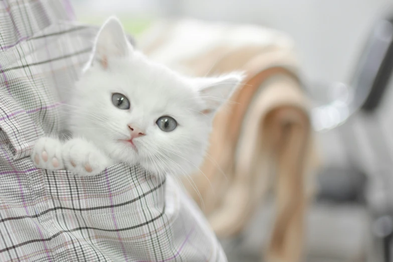 a white cat has his paws in someone's lap