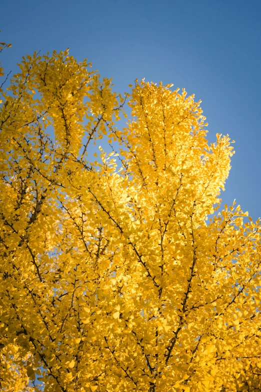 yellow leaves on a tree in autumn