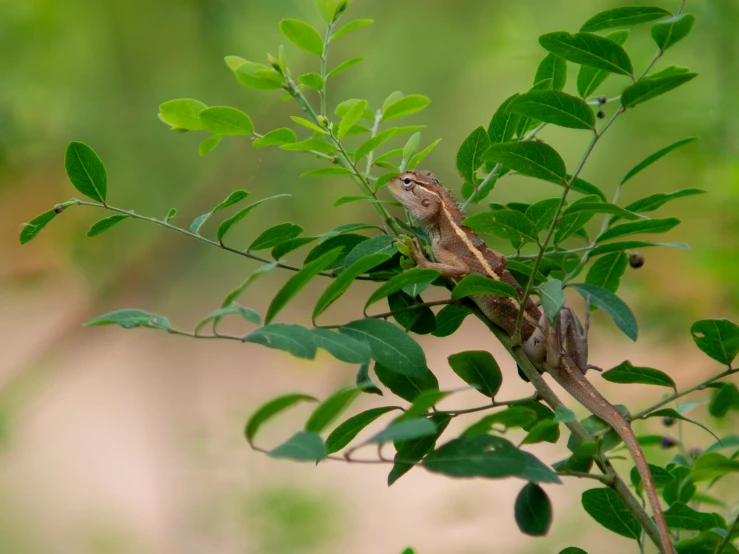 a large lizard sitting on top of a tree