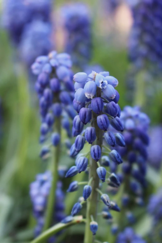 closeup of some blue flowers growing in a field