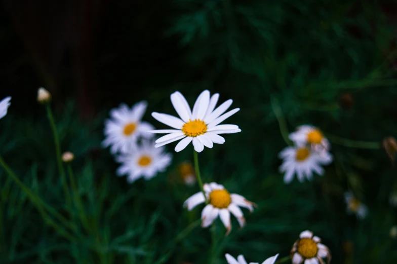 some white flowers in a field of grass