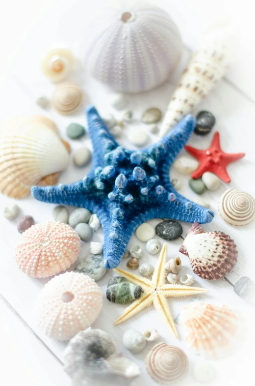 a starfish with a shell in the foreground and seashells on the ground