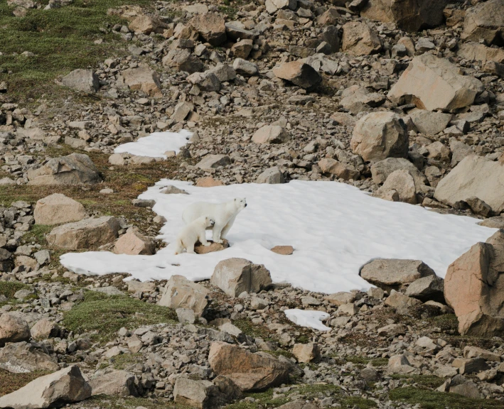 a bear stands next to a snow covered area