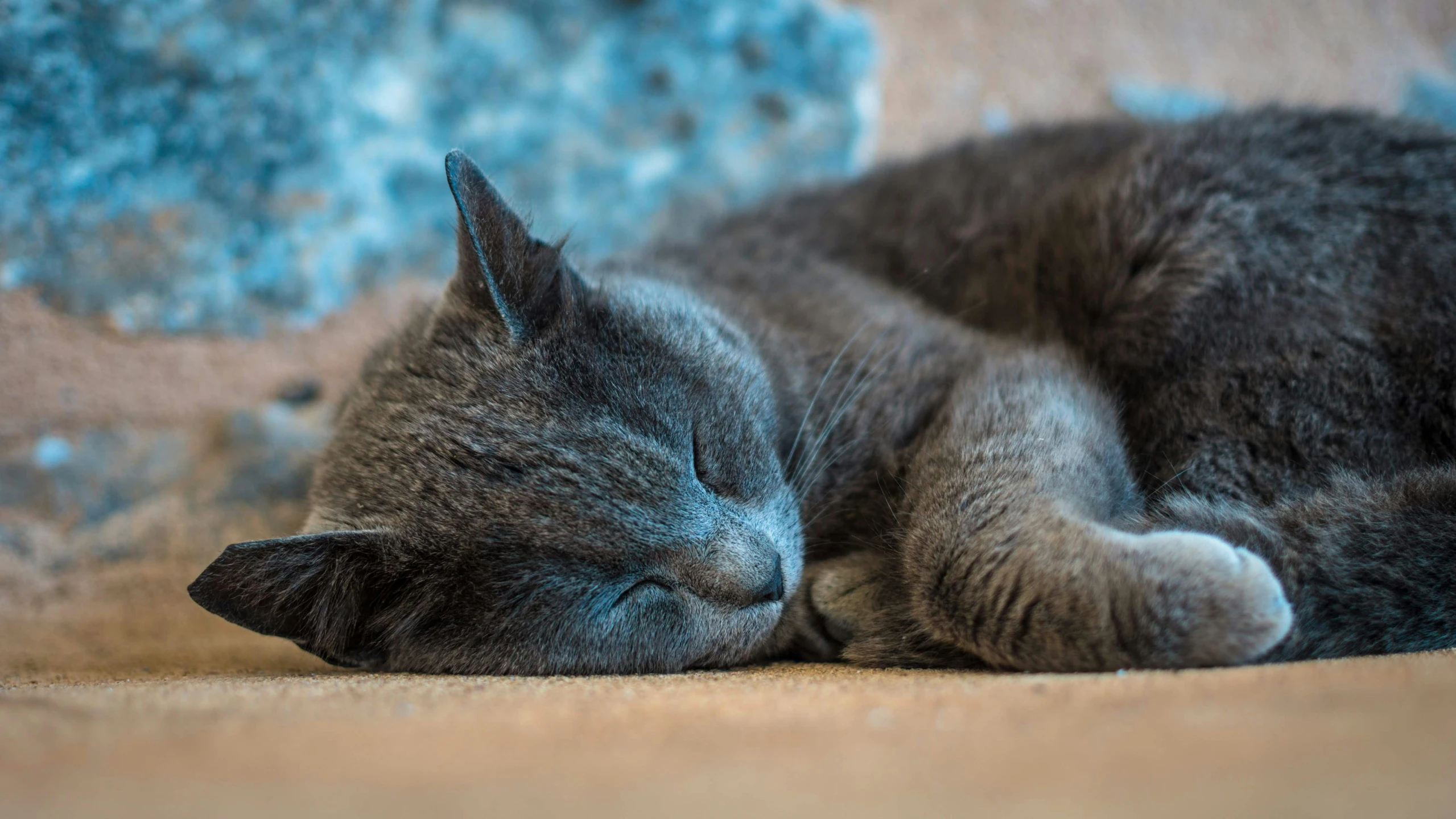 the blue cat sleeps peacefully on the carpet