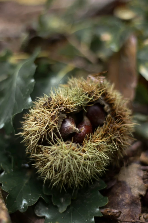 close up of some sort of plant with small berries