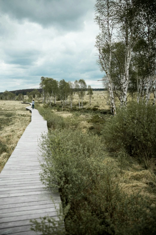 a boardwalk going through an open field to a lake