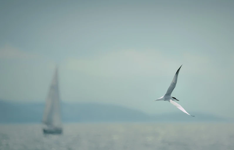 a bird flies above the sea while a sailboat floats in the background