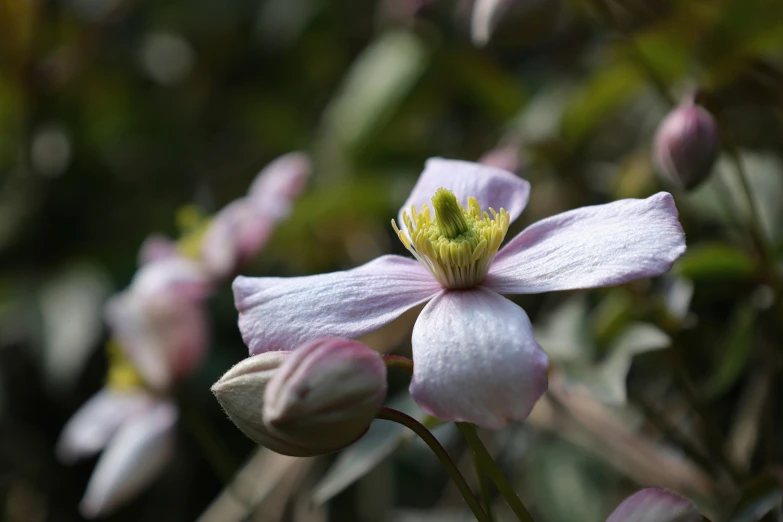 a plant with pink and white flowers growing on it