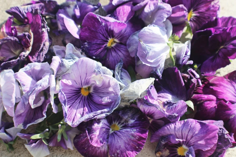 purple and white flowers are in a bunch