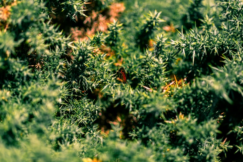 a patch of green plants with small yellow and orange flowers