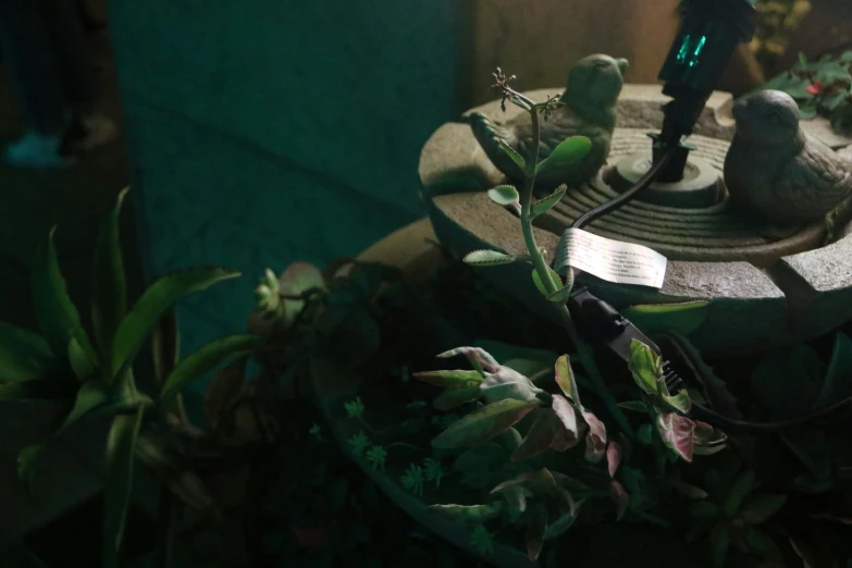 several birds in a bird bath sitting on top of plants