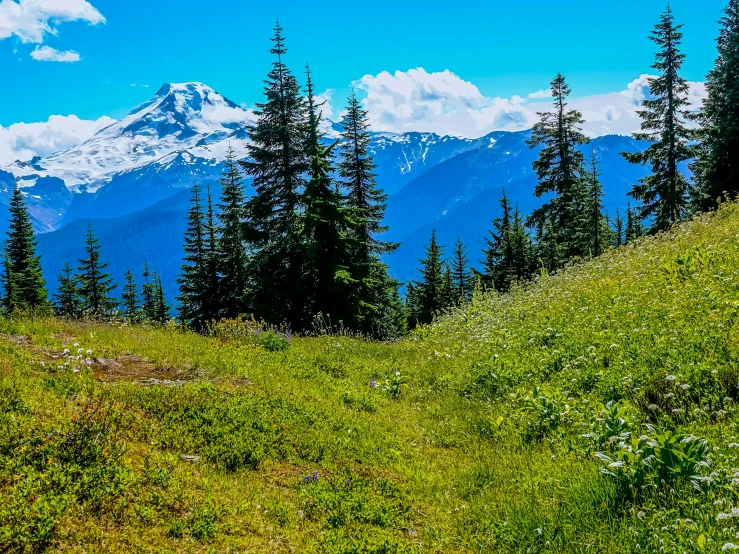 a hill with trees and mountain in the background