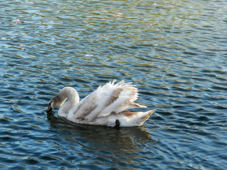 a swan swimming on the blue water in the day