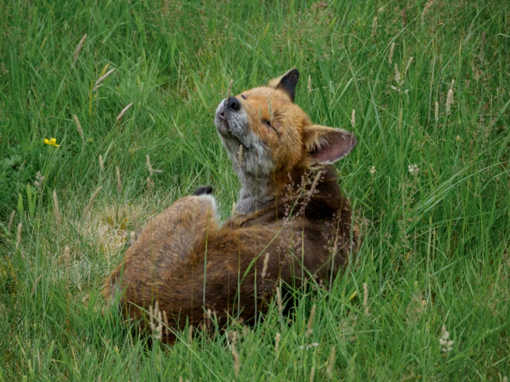 two baby boars are playing in some tall grass