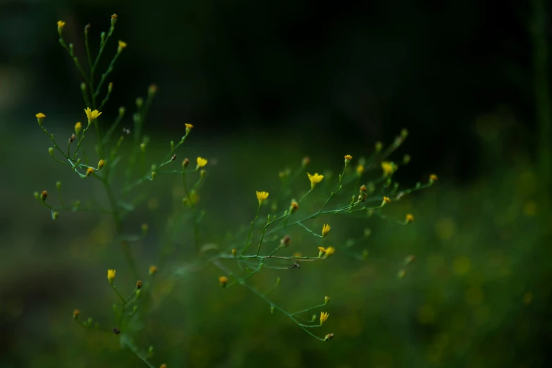 the small yellow flowers are on a thin stem