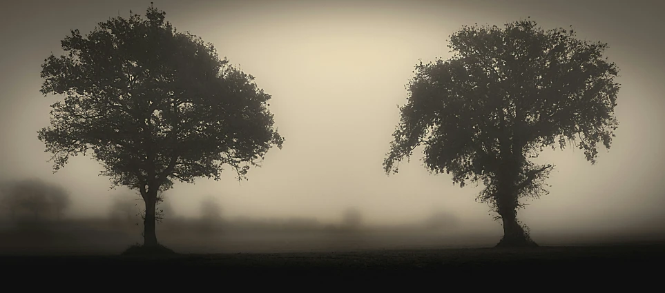 three trees in the fog are silhouetted against a gray sky