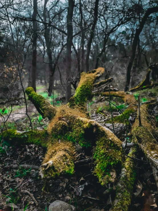 a statue made out of moss in the woods