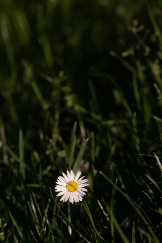 a single white flower sitting in a green field