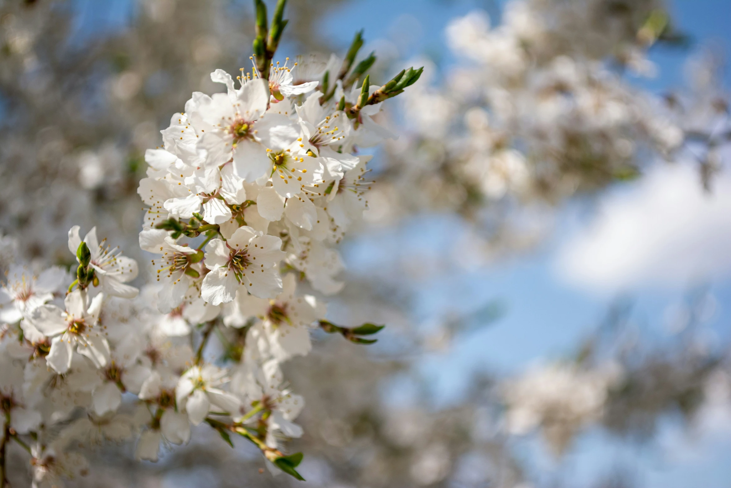 a group of white flowers growing from a tree