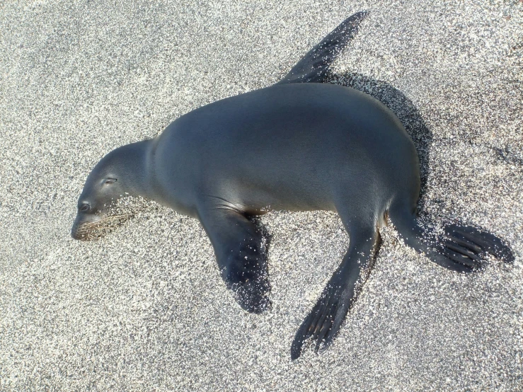 a seal is laying in the snow