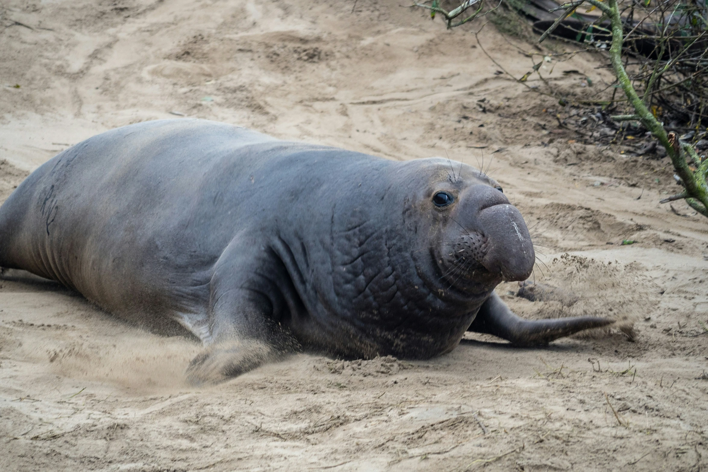 a small grey walrus lying on a sand covered ground