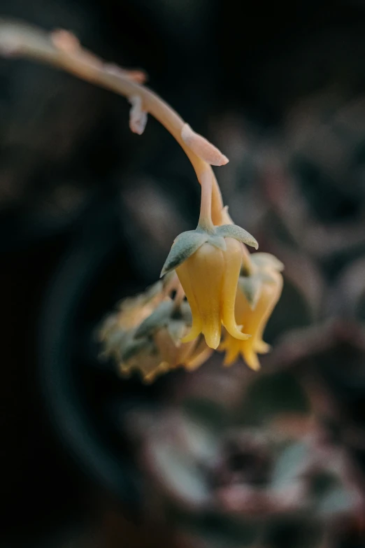 a bud attached to a flowering stem on an ornamental plant