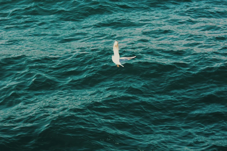 a white bird in the middle of a body of water