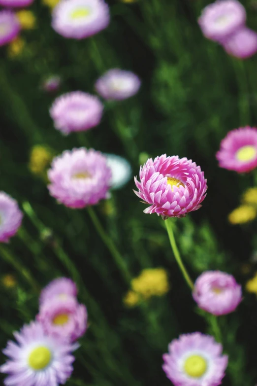 the close up of pink and yellow flowers