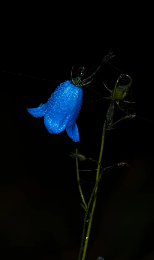 a small blue flower sitting in front of a dark background