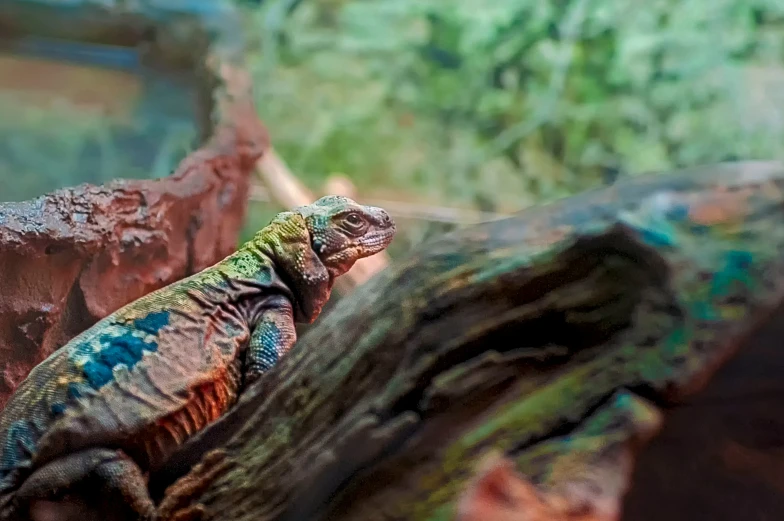 iguana in the jungle resting on a log