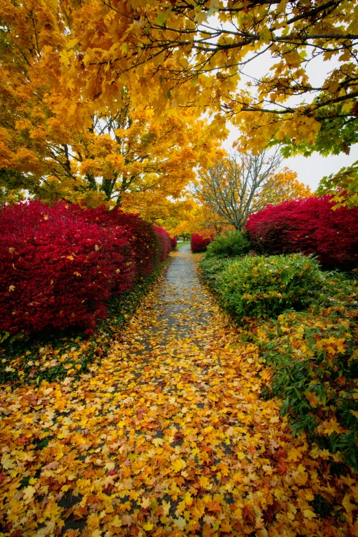 an empty pathway through the woods filled with colorful trees and bushes