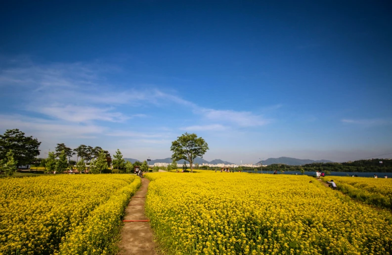 yellow flowers are growing along a path that goes through the field