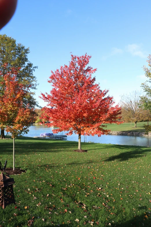 a park with lots of trees with their leaves turning red