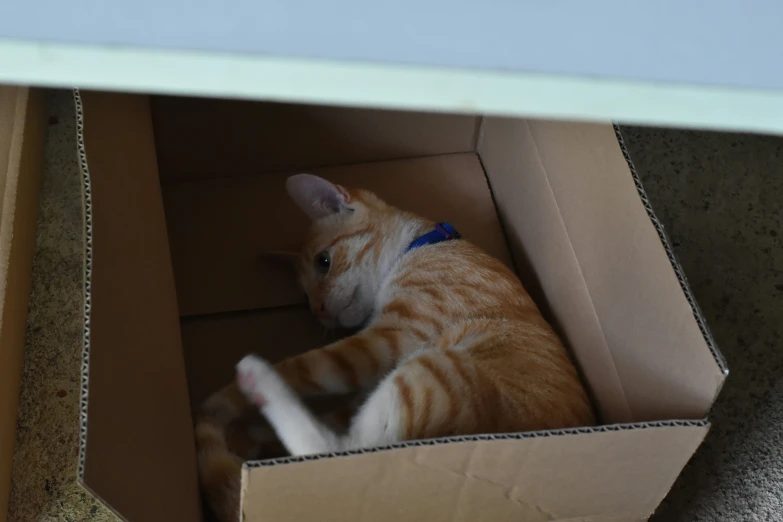 an orange cat sitting in a cardboard box