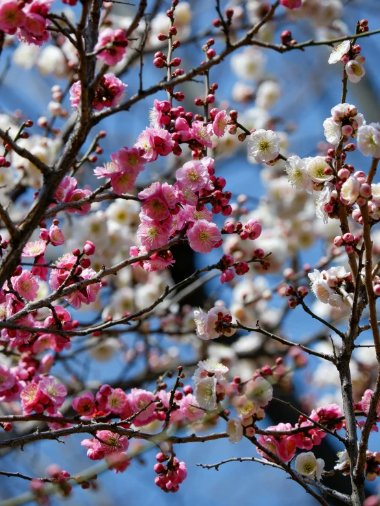 a white pink and black bird sitting in a tree